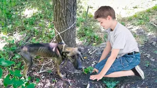 Брошенный подыхать в лесу пес молил мальчика спасти его. Спустя время он отплатит за всё