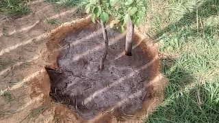 Сажаем дерево в песчаную почву