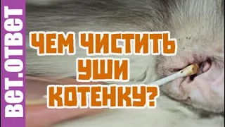 Чем почистить уши котенку? Какой корм выбрать?