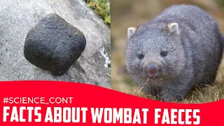 Why is wombat poop cube-shaped?  ! Let's see how