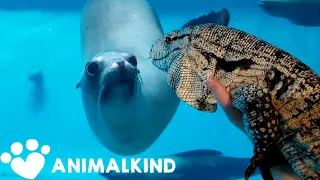 Curious animals meet face-to-face in zoos, aquariums | Animalkind