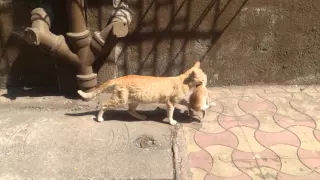 mama cat carrying baby kittens