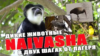 Кения. Дикие животные в двух шагах от нашего лагеря в Naivasha.