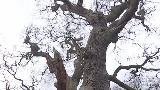 At nearly 1000 years old, the oldest collection of oak trees in Europe has been discovered