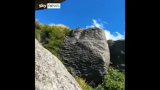 Parrot in New Zealand Steals GoPro - Films Epic Escape