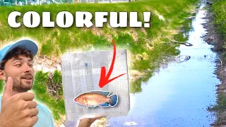 Exotic Fish In Creek And I Caught them!