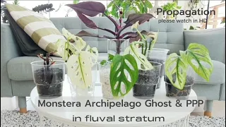 Successful Propagation in Fluval Stratum | Monstera Archipelago and Philodendron Pink Princess 🌿🌿🌿