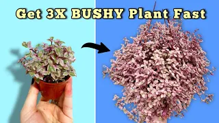 Get 3X BUSHY Plant Fast - Tradescantia Turtle Vine Plant Care