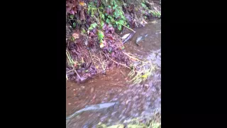 Salmon run in Small Creek. #salmon #fishing #fishingvideo #salmonrun #salmonfishing #fish #shorts