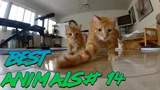 Best Animals Coub #14 | Лучшие кубы с животными № 14 Март 2019)