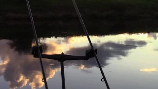 River Ribble, Barbel