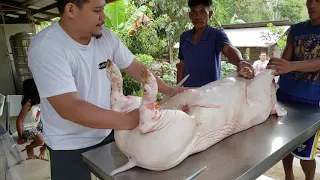 🐖 Pig Butchering 🔪 - Philippines 🇵🇭 Video 1