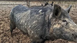 Big big boar hog and 2 wild sows with piglets.