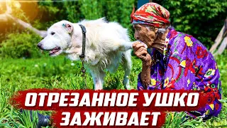 Всё пошло не по плану | Оренбургская обл, Бугурусланский р/н д.Алга