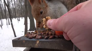 Про милую белку и кормушку / About a cute squirrel and a feeder