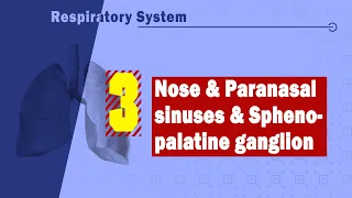 03. Nose & Paranasal sinuses & Sphenopalatine ganglion