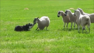 Maccelsfield Sheep Dog Trials 2017