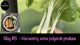 Harvesting som Polycrub produce - Vlog #8 (Polytunnel growing)