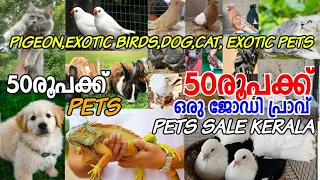 💖വിലക്കുറവിൽ അടിപൊളി Pets🥰Fancy Pigeon💝Dog💥Puppys❤‍🔥Cat💞Exotic Birds😍Nadan Pravu❤️Low Rate Pets Sale