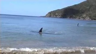 Killer Whales hunting stingray