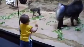 Baboon (Mandrill) vs. Toddler