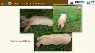 Pastured Pork Production – Animal Management Teaching Tools for Beginning Farmers