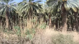 Palm trees growing in the desert