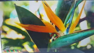 BIRD OF PARADISE BLOOM ENCOURAGEMENT! // TROPICAL PLANT PARTY