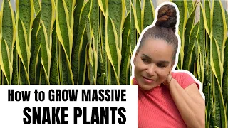 The Ultimate Secret To Grow Massive Snake Plants - Just Two Tips!