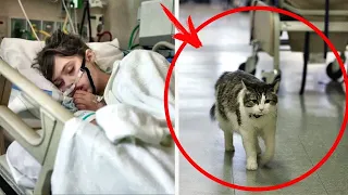 Die Krankenhauskatze bat darum, in ein Patientenzimmer zu gehen ... Später hörte die ganze Welt...