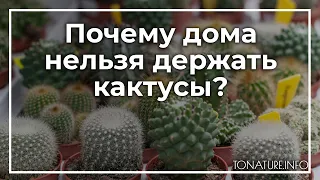 Почему дома нельзя держать кактусы? | toNature.Info