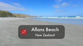 Allans Beach - New Zealand South Island Sea Lions - 2020