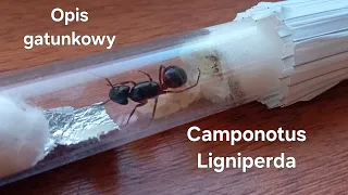 Opis Gatunkowy Camponotus Ligniperda