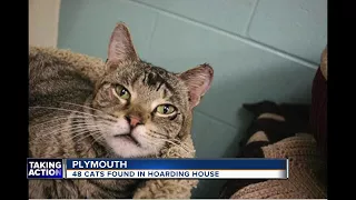 48 cats found in Plymouth hoarding house