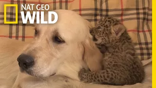 See This Dog Mom Protect a Leopard Cub From Cannibalism | Nat Geo Wild