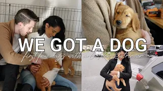 WE GOT A DOG | First Few Days With A Golden Retriever Puppy Vlog