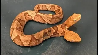 Rarest Snakes EVER Found