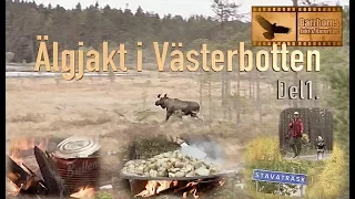 Moosehunt / Älgjakt i Västerbotten Del 1.