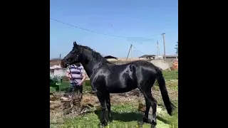 Жеребец Кабардинской породы Волчок МашАллах😍