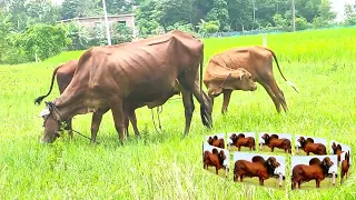 cow video cow eating grass in field cow families