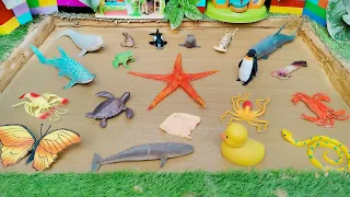 Big Sea Creatures and Ocean Animals Stuck in the Muddy Sandbox 😮💦