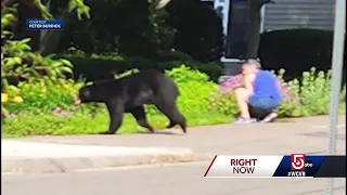 There's a new neighbor in Needham: a black bear