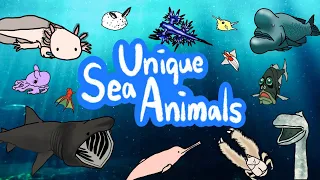 Unique Sea Animals | What kind of rare animal live inside the ocean? | Kids Draw