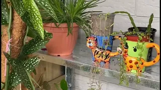 My mini jungle garden