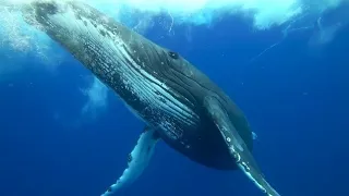 Humpback whales of the South West Pacific in 4K vedio#shorts