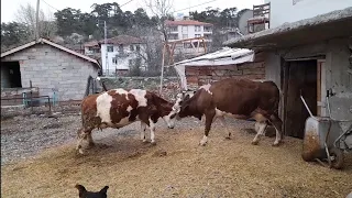 Bahar Geldi Ineklerimizi Dışarı Çıkardık | Köy İşleri