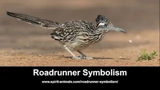 Roadrunner Symbolism