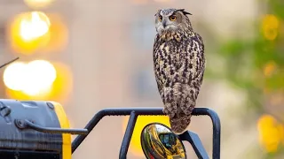 Flaco the owl dies after apparent collision with building on Upper West Side