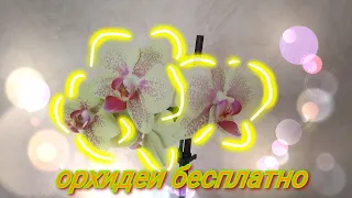 Мастер-классы по Пересадке ОРХИДЕЙ, Бесплатные ОРХИДЕИ Планета ЛЕТА