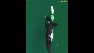 A giant whale approaches an unsuspecting paddle boarder and the incredible encounter was captured